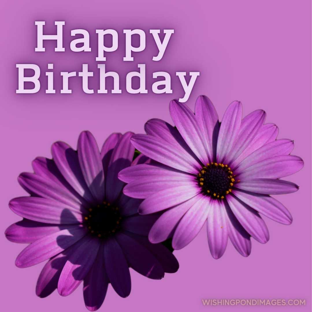 Close-up image of African daisies flower on pink background. Happy Birthday Purple Flower Images